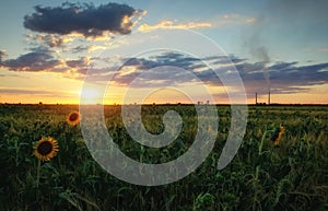 Beauty sunset over sunflowers field