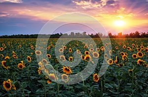 Beauty sunset over sunflowers field