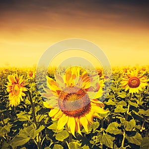 Beauty sunset over sunflowers field