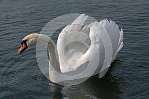 The beauty of a swan in a dance during a love period.