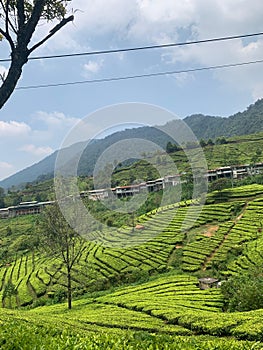 The beauty of the tea gardens at Puncak, Bogor, Indonesia is one of the tourist attractions visited by many local residents photo