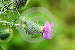 The beauty of thistles is immeasurable