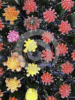Beauty thorn cactus pink red and yellow vivid color. Shapen thorn top view. fresh dessert plant in garden. Natural pattern shape i