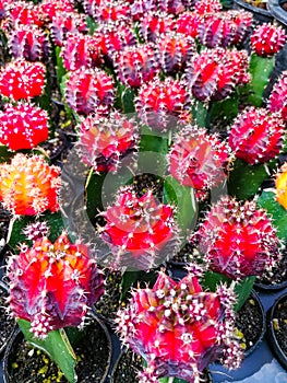 Beauty thorn cactus red and pink vivid color. Shapen thorn top view. fresh dessert plant in garden. Natural pattern shape in small