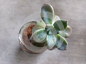 Beauty of tiny succulent