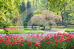 Beauty tree in bloom with bench