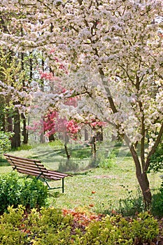 Beauty tree in bloom with bench