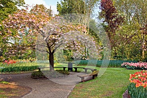 Beauty tree in bloom with bench