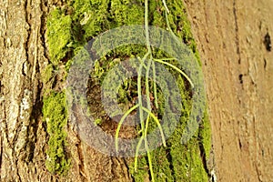 Beauty tree whit moss and parasit plant photo