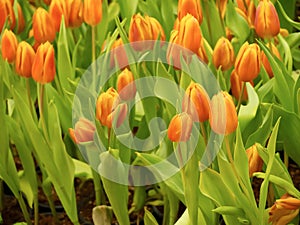 The beauty of the tulips with orange, blooming in the garden