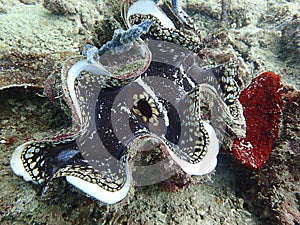 The beauty of uderwater world diving in Sabah, Borneo.