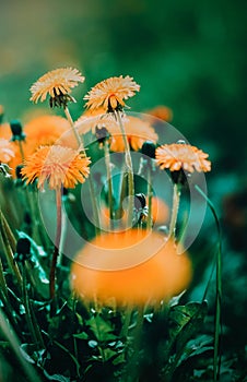 The beauty of a vibrant field of yellow dandelions blooming amidst green grass on a sunny summer day. Beauty, seasonal change, and