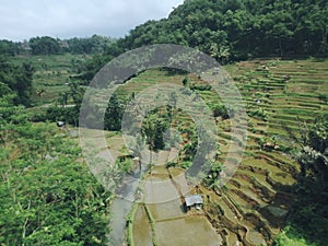 The beauty of the village rice fields