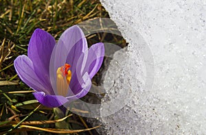 beauty violet crocus