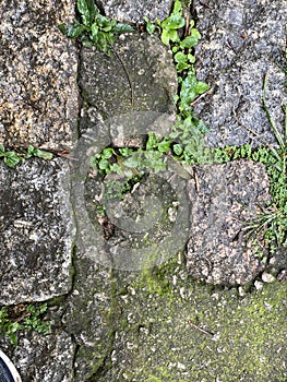 The beauty of a weed growing resiliently on the asphalt amidst the concrete