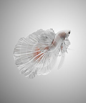 Beauty White Betta Fish
