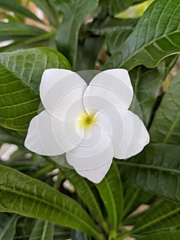 Beauty white flower in morning
