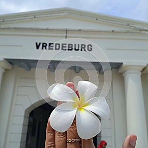 The beauty of white frangipani flowers at the Vredeburg Fort Museum, Indonesia