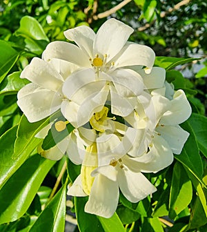 Beauty white fresh orange jasmine bouquet flower blooming and buds with green leaves in natural garden