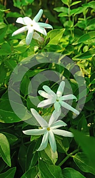Beauty Of White Jasmine
