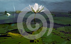Beauty White lotus