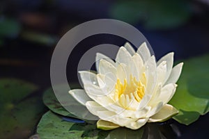 beauty white lotus in pond wiht green leaf