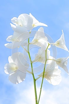 Beauty white orchid on the blue sky