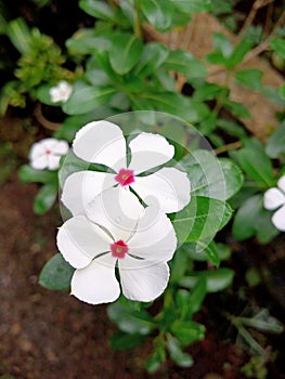 the beauty of white and pink vinca flowers in the morning