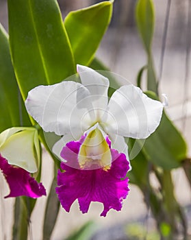 Beauty white and violet cattleya orchid flower.