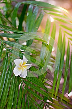 Beauty white and yellow plumeria flowers fall down on a green leafs tree, Frangipani flower