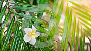 Beauty white and yellow plumeria flowers fall down on a green leafs tree, Frangipani flower