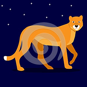 Beauty wild cat, companion of the king of beasts lion - lioness on the background of the night starry sky. vector illustration