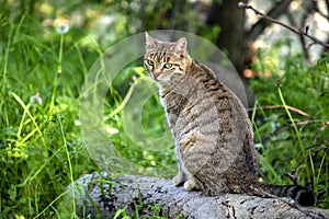 beauty wild cat with green eyes