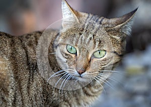 Beauty wild cat with green eyes in the garden