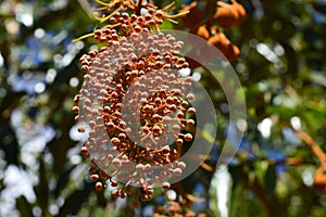 Beauty of wild plants in the autumn