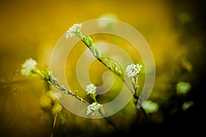 The beauty of wild white field flowers blossoming on a sunny summer day. The vibrant colors of nature and blooming