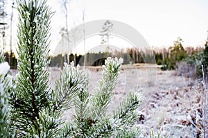 Beauty of the winter colors. Otanki, Latvia