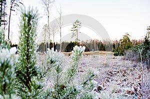 Beauty of the winter colors. Otanki, Latvia