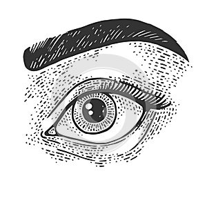 Beauty woman eye sketch vector illustration