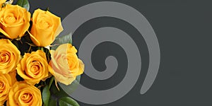 Beauty yellow rose flower, garden decoration, copy space blurred background