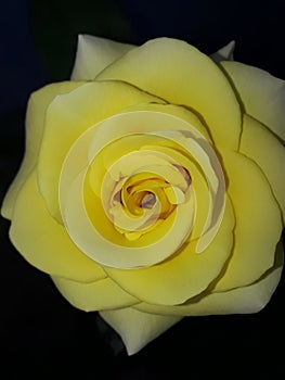 Beauty of a yellow rose photo