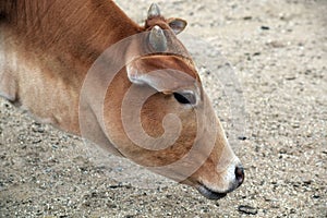 Beauty of Zebu Cow Closeup