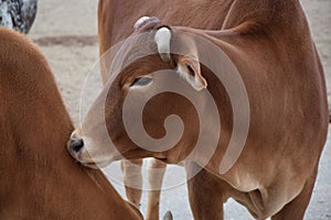 Beauty of Zebu Cow Closeup