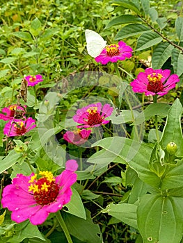 The beauty of Zinnia Elegant & butterfly catopsilia Pomona ( 2 )