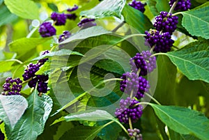 Beautyberry bush closeup