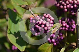 Beautyberry Profusion