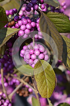 Beautyberry Profusion photo