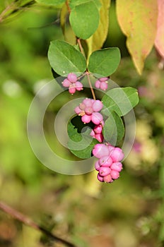 Beautyberry shrub bright pink berries at Botanical Gardens