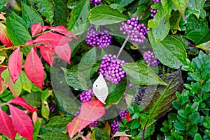 Beautyberry shrub with clusters of purple berries autumnal colors photo