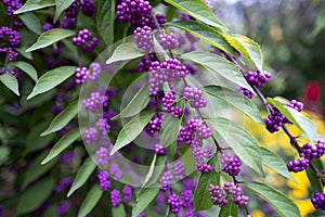 Beautyberry shrubbery plant Callicarpa Dichotoma photo